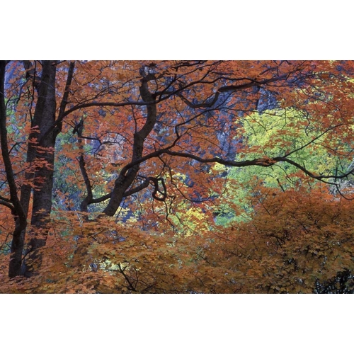 UT, Zion NP Maple tree with orange autumn leaves